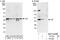 Forty-Two-Three Domain Containing 1 antibody, NBP2-04090, Novus Biologicals, Immunoprecipitation image 