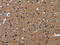 NADH dehydrogenase [ubiquinone] iron-sulfur protein 4, mitochondrial antibody, CSB-PA936910, Cusabio, Immunohistochemistry frozen image 