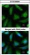 Proteasome Subunit Alpha 6 antibody, GTX105061, GeneTex, Immunofluorescence image 