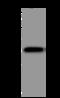 Protein tyrosine phosphatase receptor type C-associated protein antibody, 205934-T44, Sino Biological, Western Blot image 