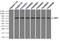 GLGB antibody, LS-C114876, Lifespan Biosciences, Immunoprecipitation image 