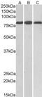 Midline 2 antibody, GTX14749, GeneTex, Western Blot image 