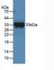 Coagulation Factor XI antibody, LS-C293404, Lifespan Biosciences, Western Blot image 