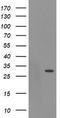 Exosome complex exonuclease RRP40 antibody, TA504795BM, Origene, Western Blot image 