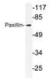 Paxillin antibody, AP20690PU-N, Origene, Western Blot image 