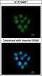 F-Box Protein 43 antibody, GTX104871, GeneTex, Immunofluorescence image 