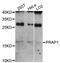 Proline Rich Acidic Protein 1 antibody, STJ113585, St John