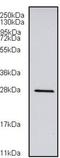 Regulator of G-protein signaling 2 antibody, H00005997-M01, Novus Biologicals, Western Blot image 