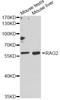 Recombination Activating 2 antibody, LS-C747587, Lifespan Biosciences, Western Blot image 