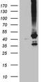 G Protein Subunit Alpha 14 antibody, LS-C796224, Lifespan Biosciences, Western Blot image 