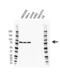 DCC-interacting protein 13-alpha antibody, VMA00650, Bio-Rad (formerly AbD Serotec) , Western Blot image 