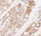 Phosphatidate phosphatase LPIN1 antibody, 7393, ProSci Inc, Immunohistochemistry paraffin image 