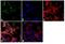 Potassium Voltage-Gated Channel Subfamily Q Member 3 antibody, PA1-930, Invitrogen Antibodies, Immunofluorescence image 