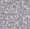 hMCS antibody, FNab05263, FineTest, Immunohistochemistry frozen image 