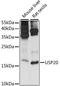Mitochondrial Ribosomal Protein S14 antibody, LS-C750469, Lifespan Biosciences, Western Blot image 
