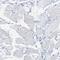 Plastin-2 antibody, HPA019493, Atlas Antibodies, Immunohistochemistry frozen image 