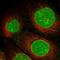 Sterile Alpha Motif Domain Containing 15 antibody, NBP1-90727, Novus Biologicals, Immunofluorescence image 