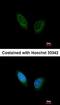 Phosphorylase Kinase Regulatory Subunit Alpha 1 antibody, orb73647, Biorbyt, Immunocytochemistry image 