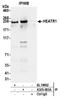 HEAT repeat-containing protein 1 antibody, A305-083A, Bethyl Labs, Immunoprecipitation image 