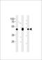 Proliferation-Associated 2G4 antibody, MBS9203926, MyBioSource, Western Blot image 