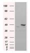 Flotillin 1 antibody, orb18696, Biorbyt, Western Blot image 