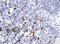HIF3-alpha-1 antibody, LS-C175457, Lifespan Biosciences, Immunohistochemistry frozen image 