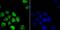 Histone Deacetylase 9 antibody, A02177-1, Boster Biological Technology, Immunocytochemistry image 