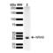 Ras antibody, LS-C776264, Lifespan Biosciences, Western Blot image 