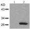 Heat Shock Protein Family B (Small) Member 1 antibody, TA321368, Origene, Western Blot image 