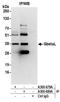MTOR Associated Protein, LST8 Homolog antibody, A300-679A, Bethyl Labs, Immunoprecipitation image 