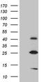 Methyltransferase Like 7A antibody, TA809878S, Origene, Western Blot image 