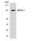 BR Serine/Threonine Kinase 1 antibody, LS-C200188, Lifespan Biosciences, Western Blot image 