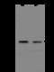 Lysozyme G2 antibody, 206283-T32, Sino Biological, Western Blot image 