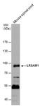 E3 ubiquitin-protein ligase LRSAM1 antibody, PA5-40112, Invitrogen Antibodies, Western Blot image 