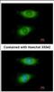 Cysteine Rich Protein 2 antibody, NBP2-16011, Novus Biologicals, Immunofluorescence image 
