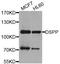 Dentin Sialophosphoprotein antibody, orb374107, Biorbyt, Western Blot image 