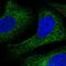 CAMP Responsive Element Binding Protein 3 antibody, HPA030978, Atlas Antibodies, Immunofluorescence image 