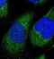 Clostridium botulinum E Toxin antibody, NBP1-89981, Novus Biologicals, Immunocytochemistry image 