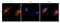 5 -AMP-activated protein kinase subunit gamma-2 antibody, orb69666, Biorbyt, Immunofluorescence image 