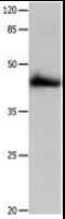 Purinergic Receptor P2Y2 antibody, MBS2517953, MyBioSource, Western Blot image 