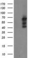 Sentrin-specific protease 2 antibody, NBP2-03852, Novus Biologicals, Western Blot image 