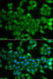 CAP-50 antibody, 22-926, ProSci, Immunofluorescence image 