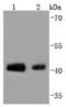 Jun Proto-Oncogene, AP-1 Transcription Factor Subunit antibody, A02038S63-1, Boster Biological Technology, Western Blot image 