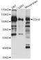 Cadherin 8 antibody, LS-C749239, Lifespan Biosciences, Western Blot image 