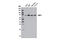 Nuclear RNA Export Factor 1 antibody, 12735S, Cell Signaling Technology, Western Blot image 