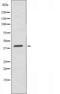 MAF BZIP Transcription Factor antibody, orb225610, Biorbyt, Western Blot image 
