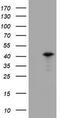Proline Rich 11 antibody, TA800449BM, Origene, Western Blot image 