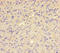 Glutaminyl-Peptide Cyclotransferase antibody, A54495-100, Epigentek, Immunohistochemistry paraffin image 