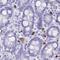 Myeloid Associated Differentiation Marker Like 2 antibody, NBP2-33526, Novus Biologicals, Immunohistochemistry frozen image 