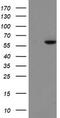 Formimidoyltransferase-cyclodeaminase antibody, CF504946, Origene, Western Blot image 